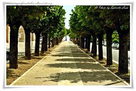 IL PINCIO DI MORROVALLE 