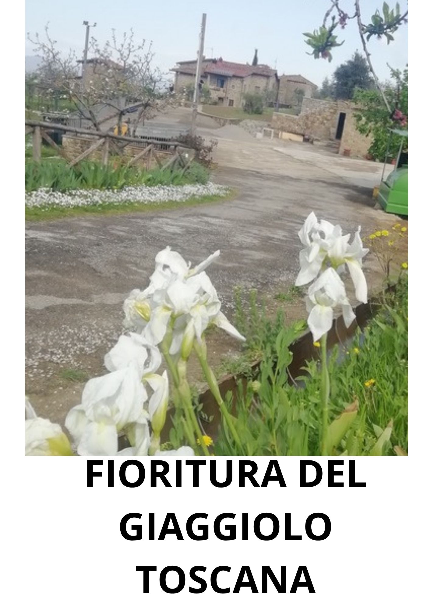 Castelfranco Piandiscò Arezzo - FIORITURA DEL GIAGGIOLO