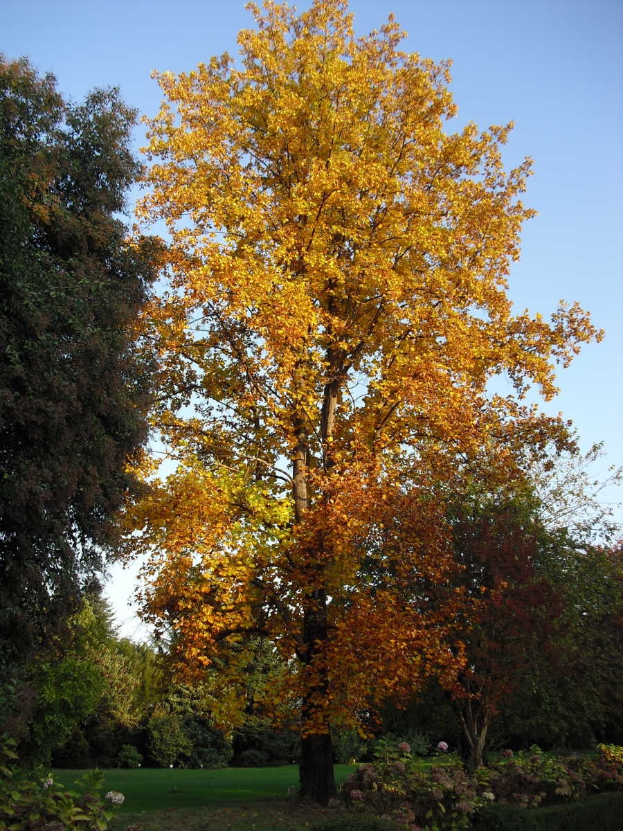 VERONA - 🍂✨ COLORI D’AUTUNNO A PARCO CORTE PIGNO✨🍂
